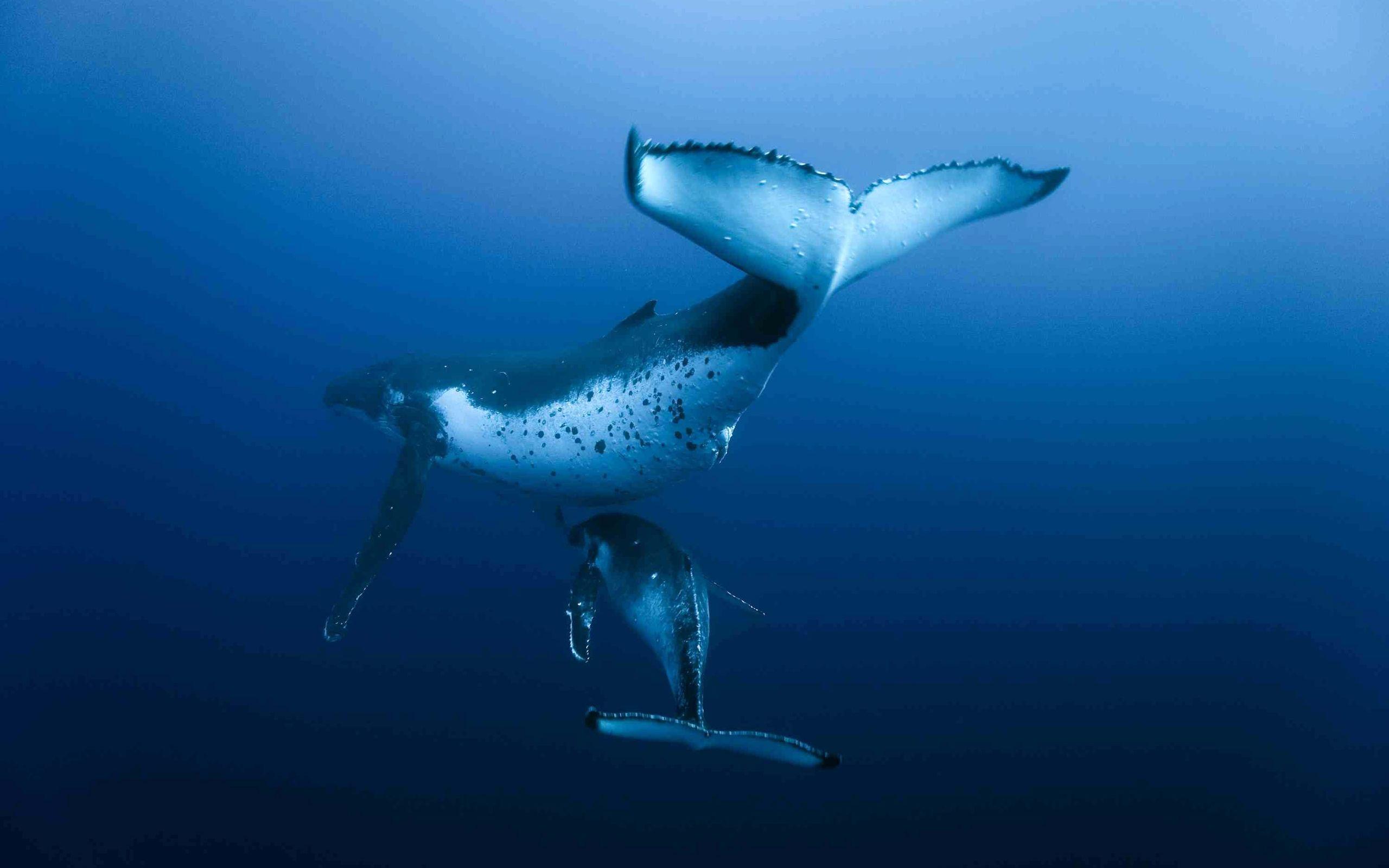 119 Whale HD Wallpapers