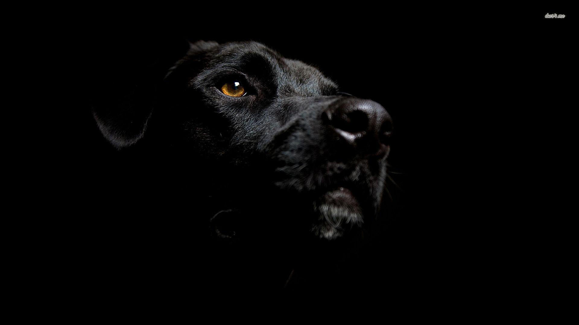 Fonds d&Labrador : tous les wallpapers Labrador