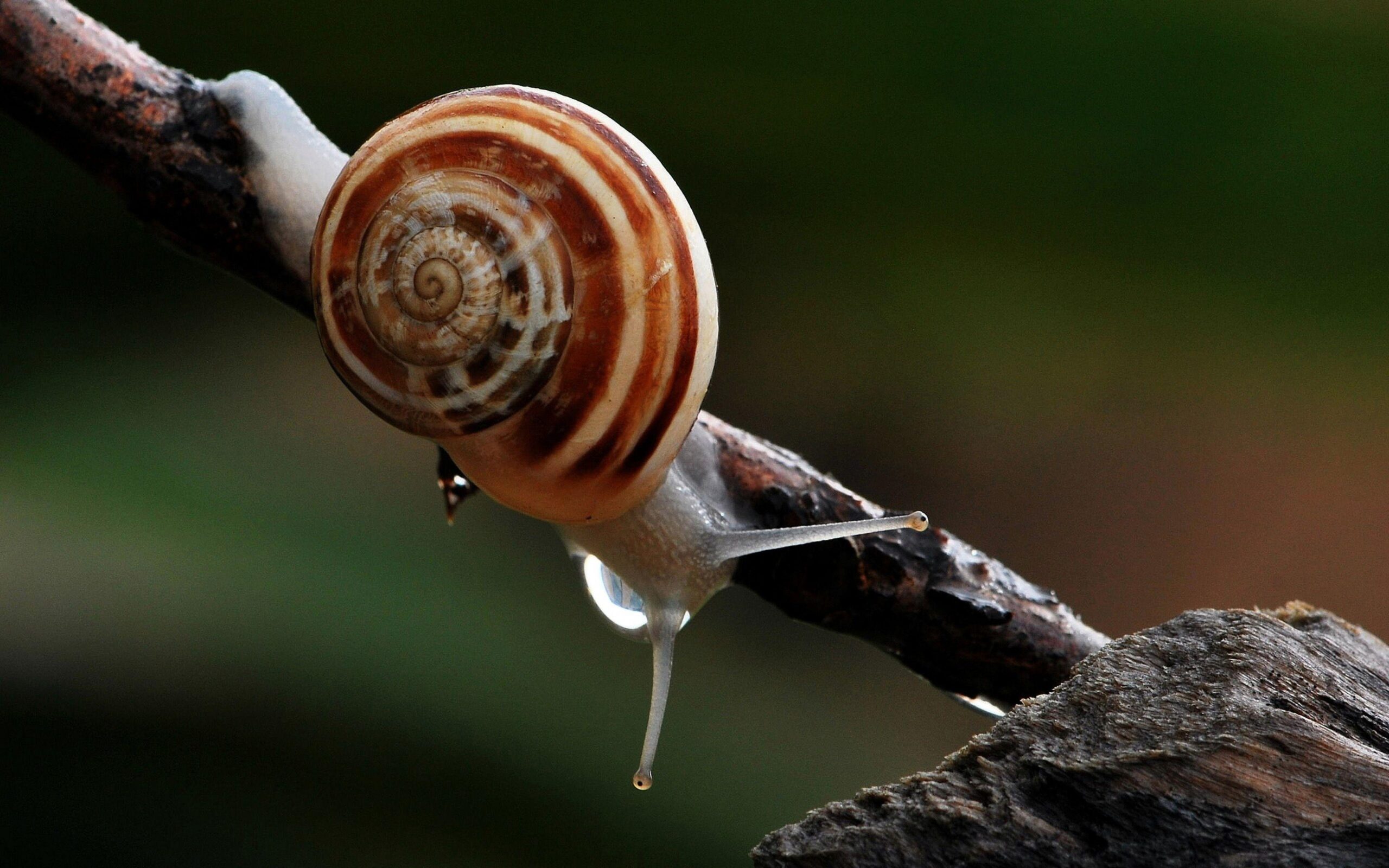 Snail Widescreen HD Wallpapers 51244 ~ HDWallSource