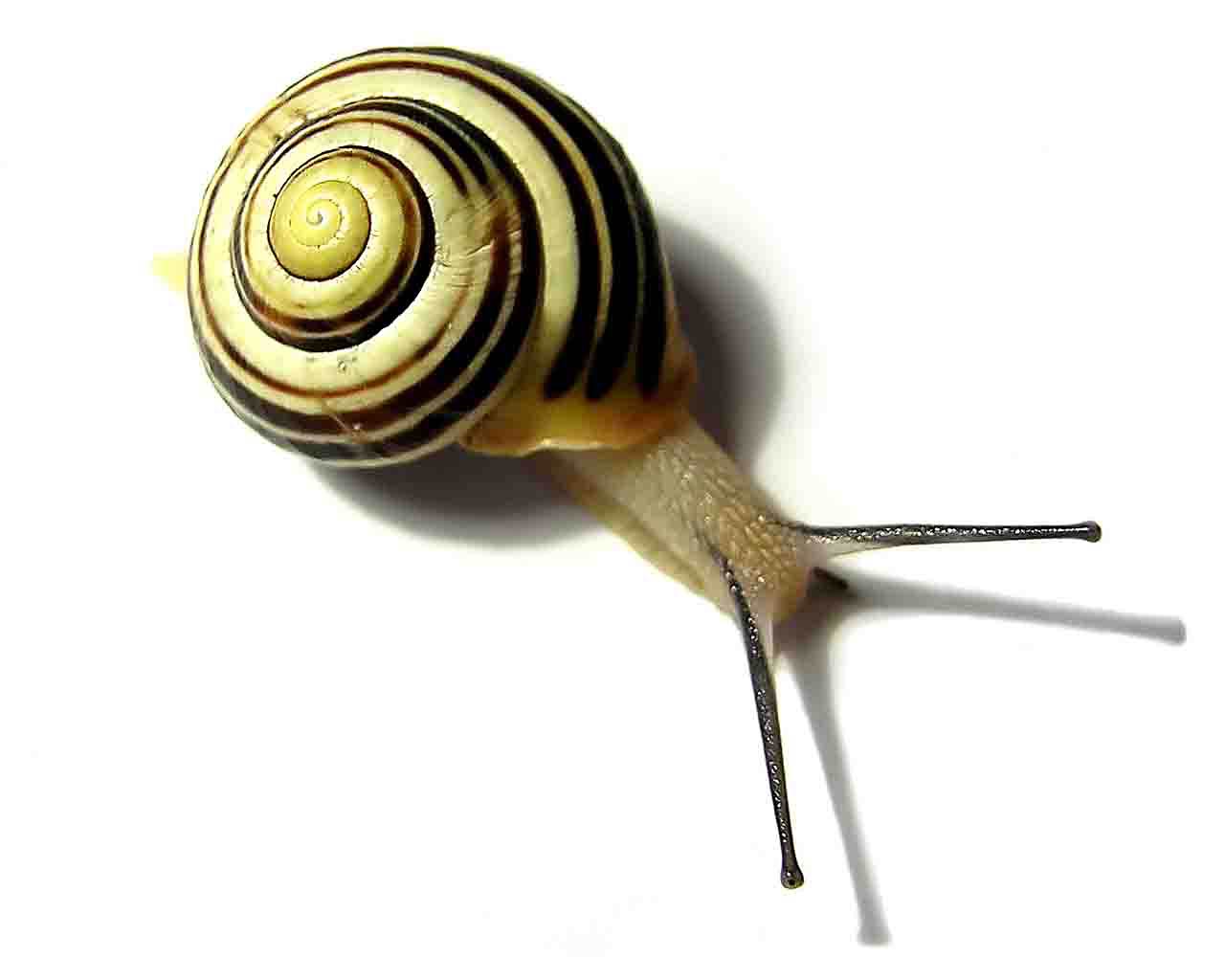 Snail Wallpapers