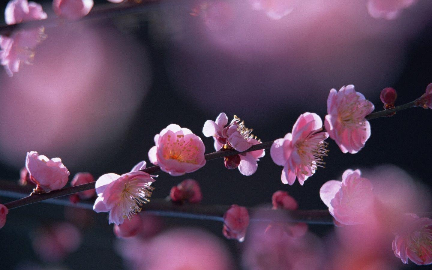 Pink Blossom Flowers HD wallpapers « Wallpapers HD