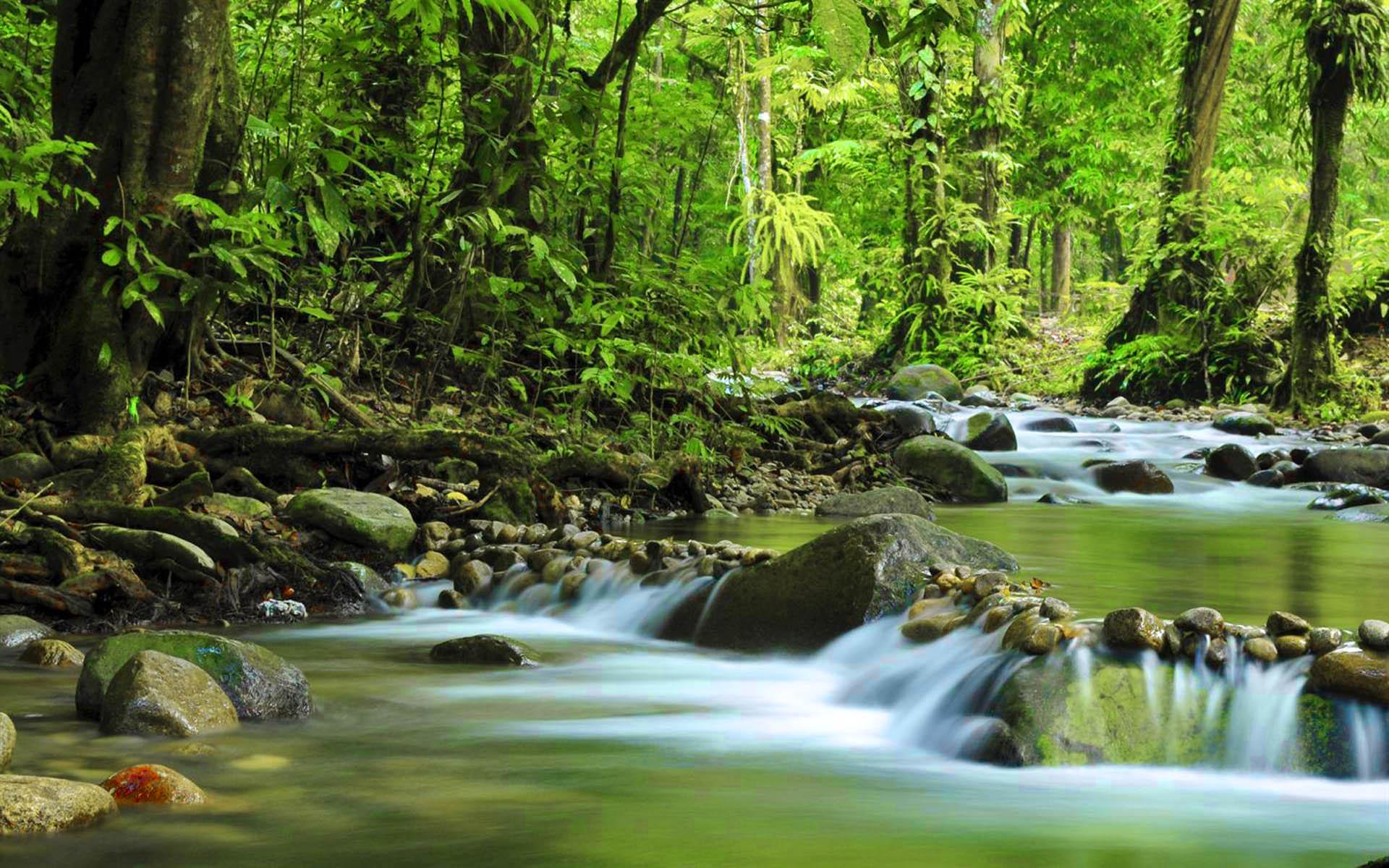 Mountain Small River Green Forest Dense Rock Stones Muir Woods