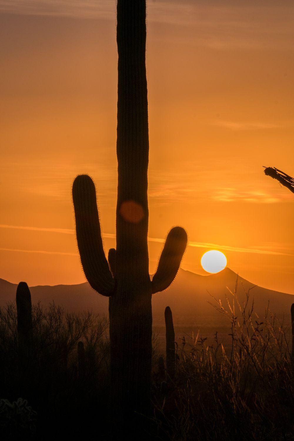 Saguaro National Park