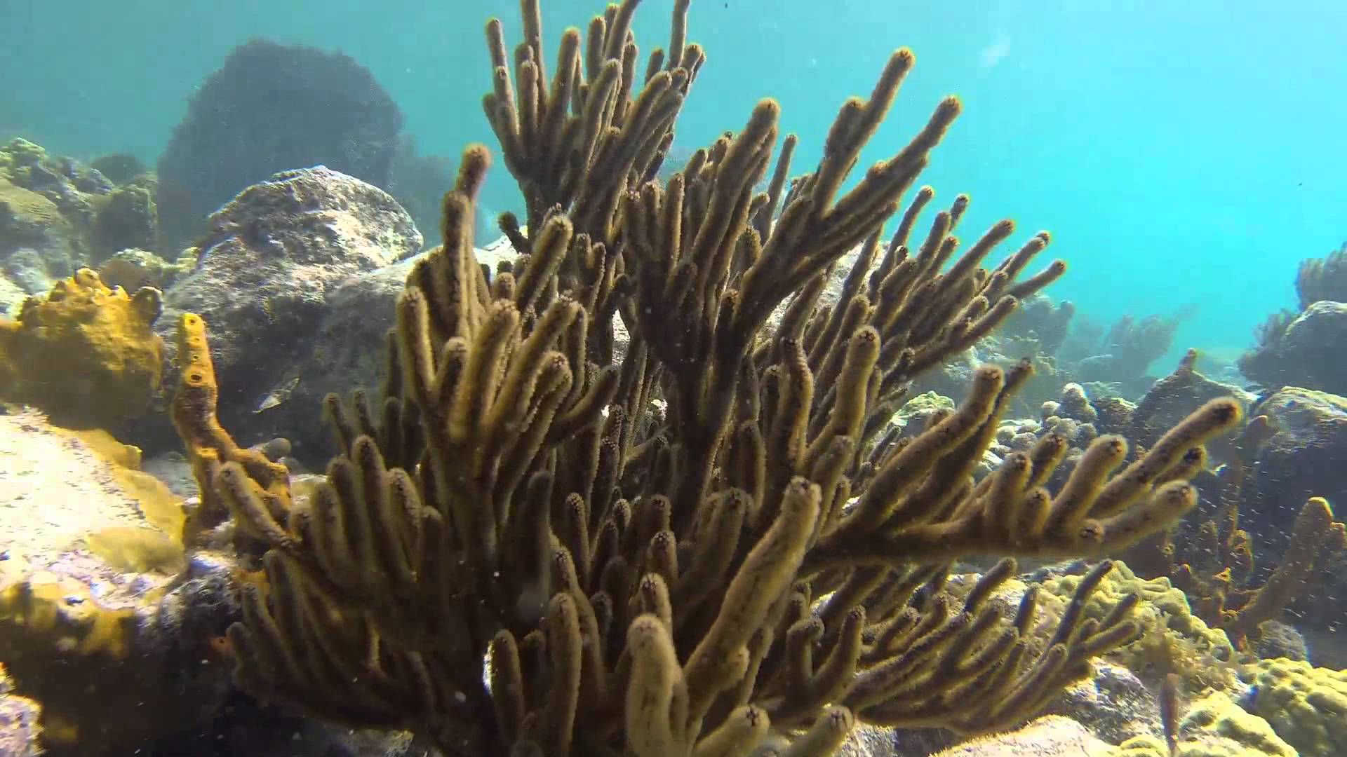 Snorkeling in Virgin Islands National Park