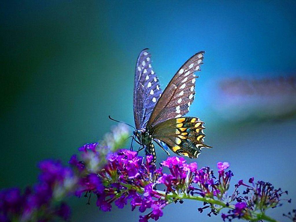 FunMozar – Most Beautiful Butterfly Wallpapers