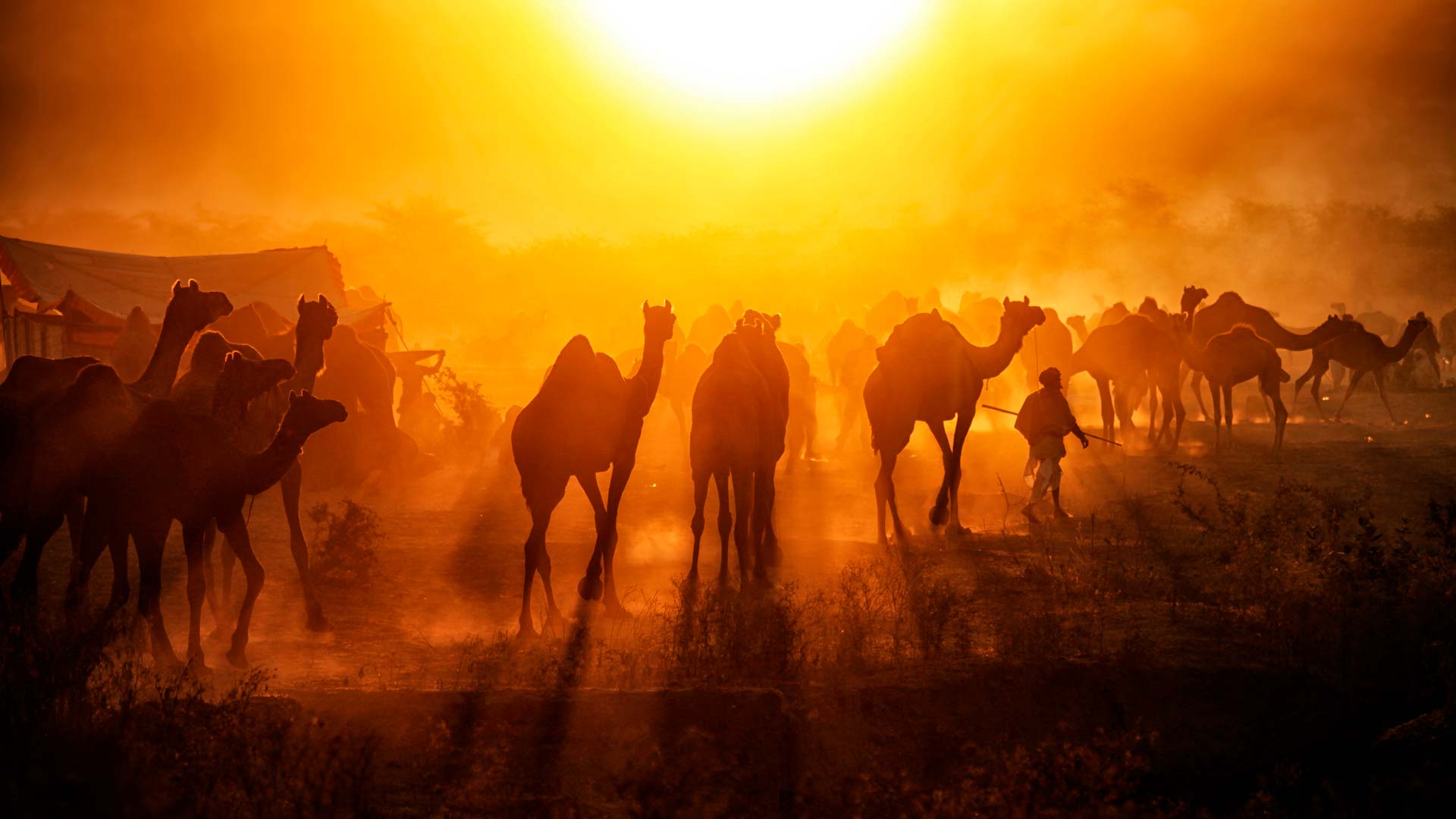 Pushkar Camels – Bing Wallpapers Download