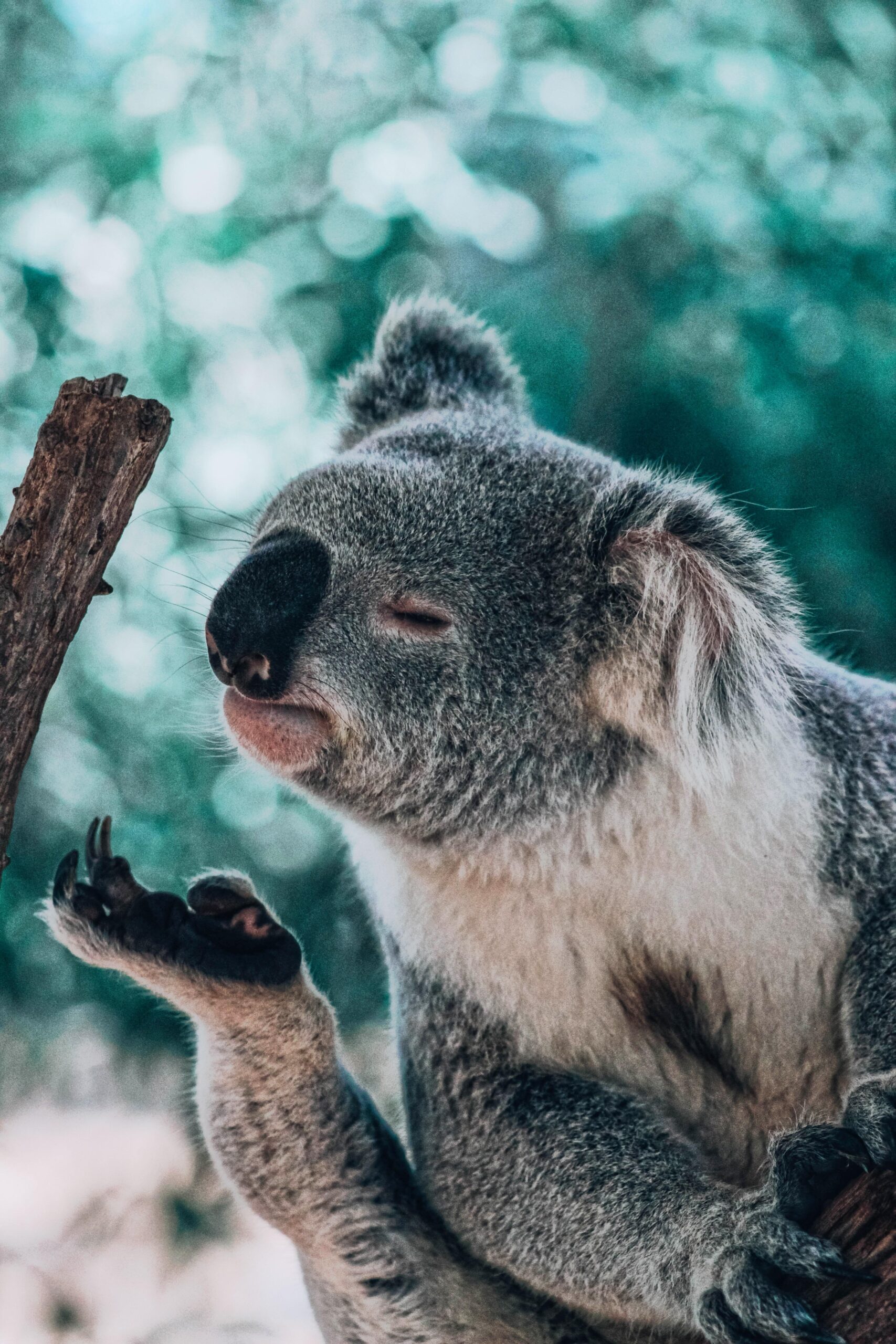 100+ Koala Pictures