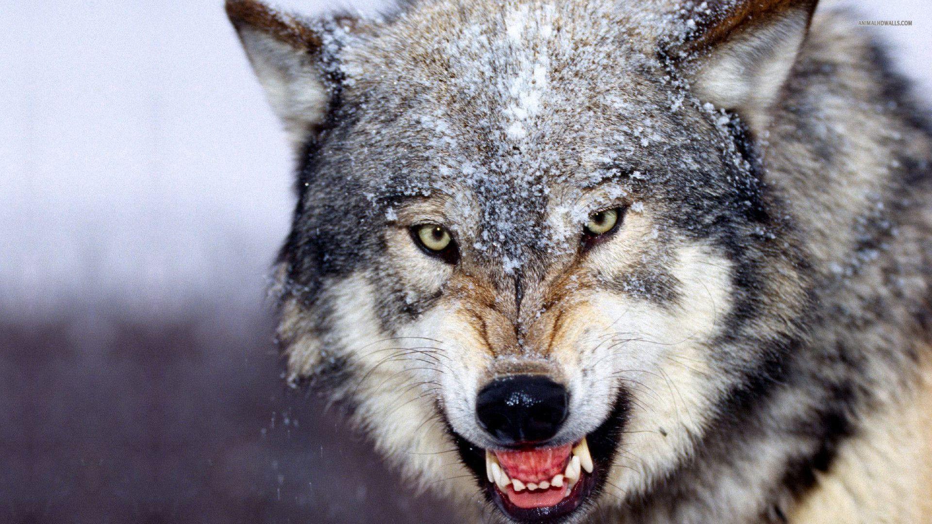 HD Wolf Desktop HD Wallpapers / Wallpapers Database