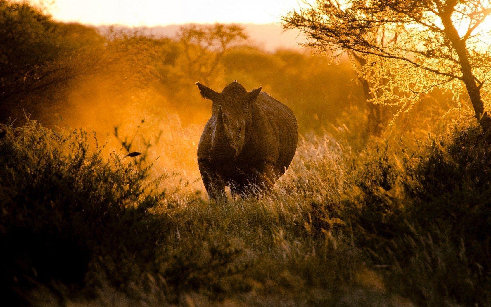 Africa Rhinoceros Running Nature HD Wallpapers