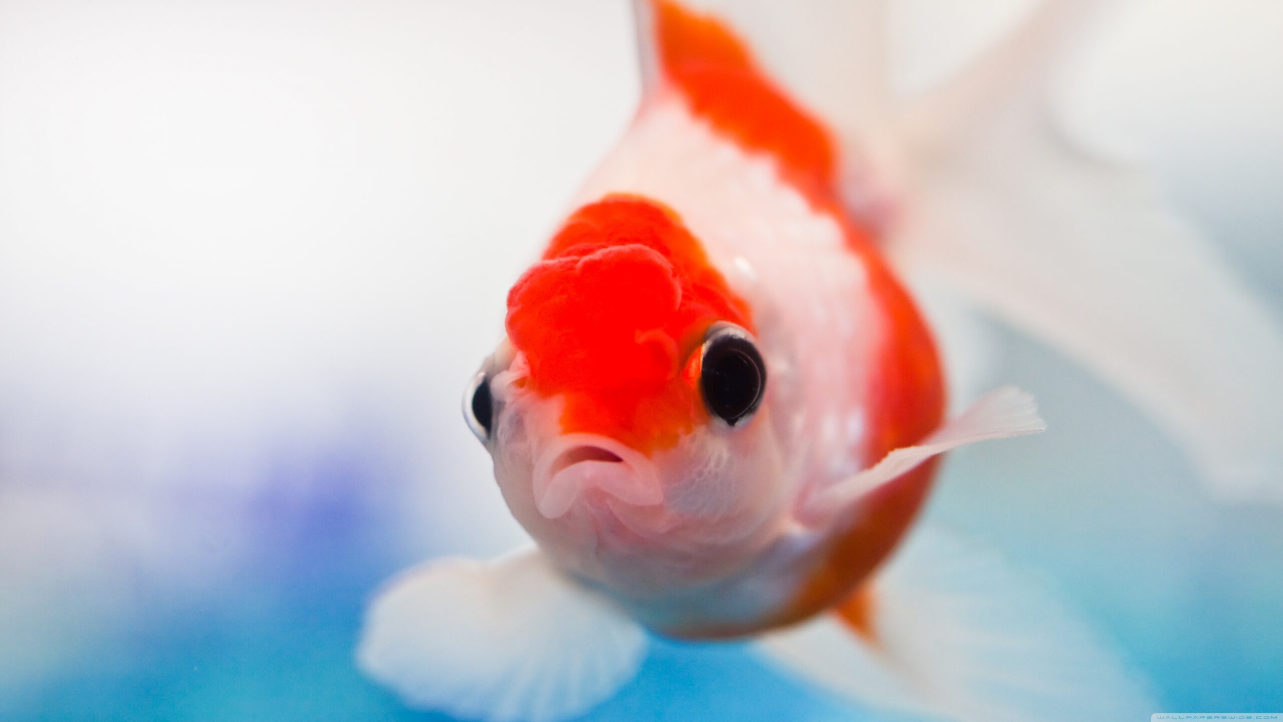 Goldfish Aquarium HD Desktop Wallpapers : Widescreen : High