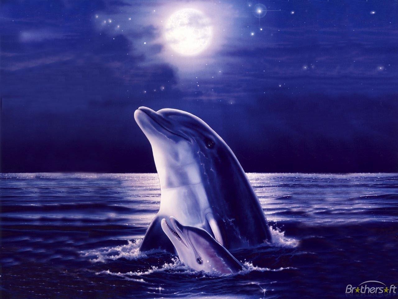 Dolphin Wallpapers 10 Backgrounds