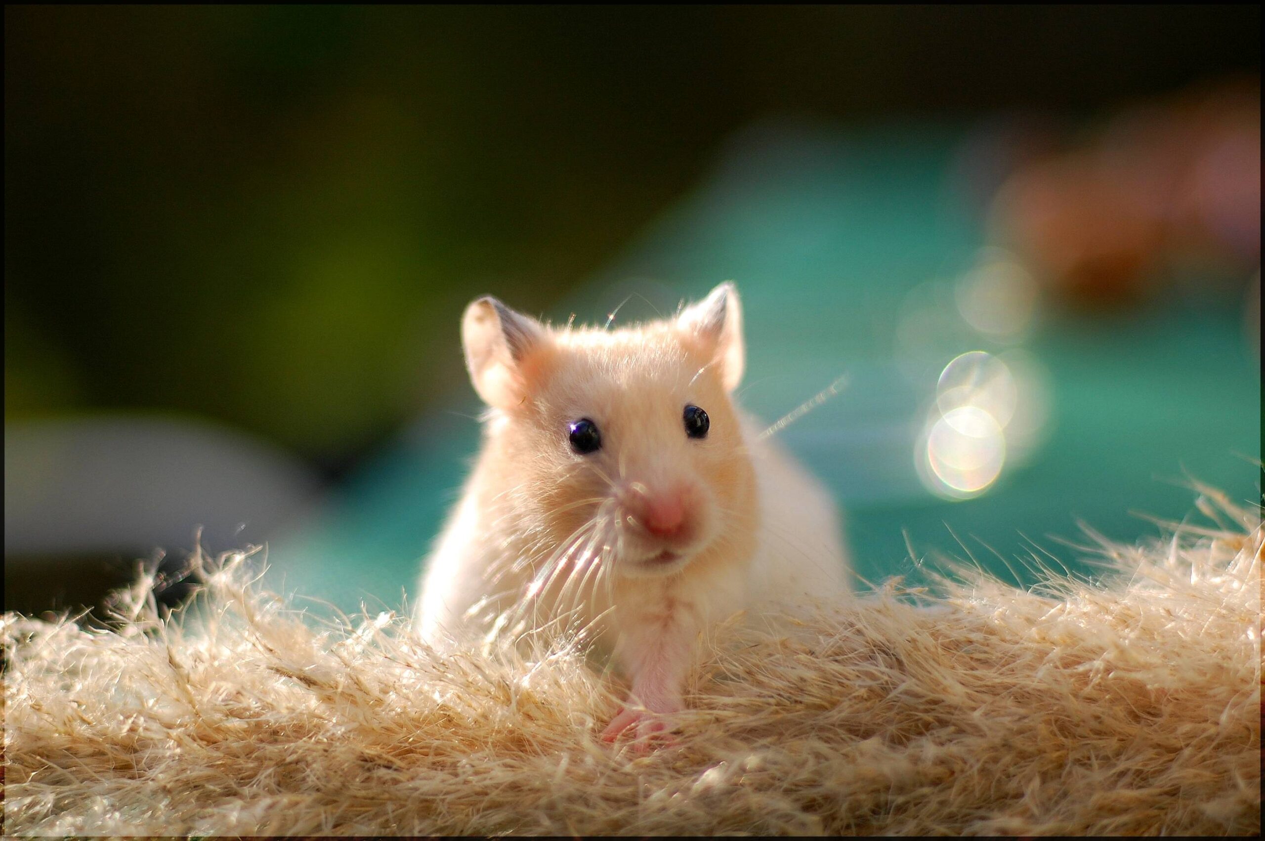 Cute Hamster Wallpapers Desktop Wallpapers