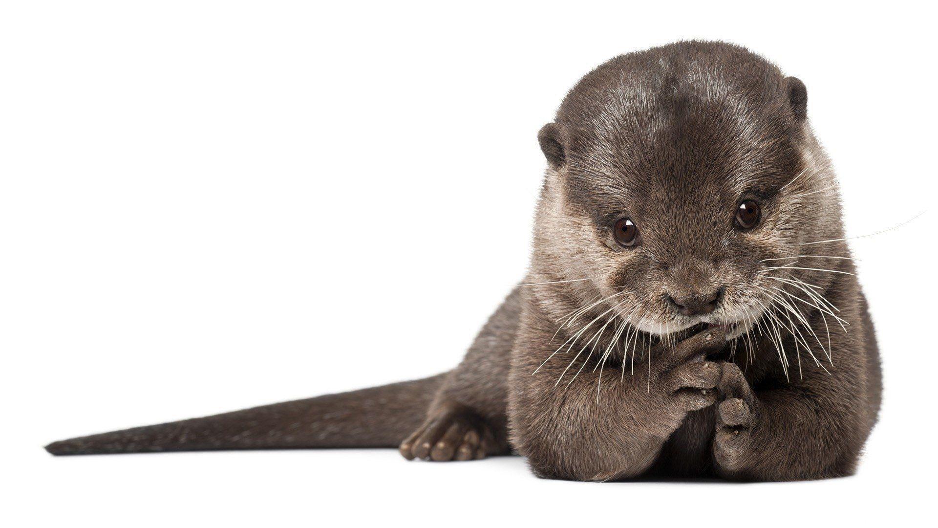 64 Otter HD Wallpapers