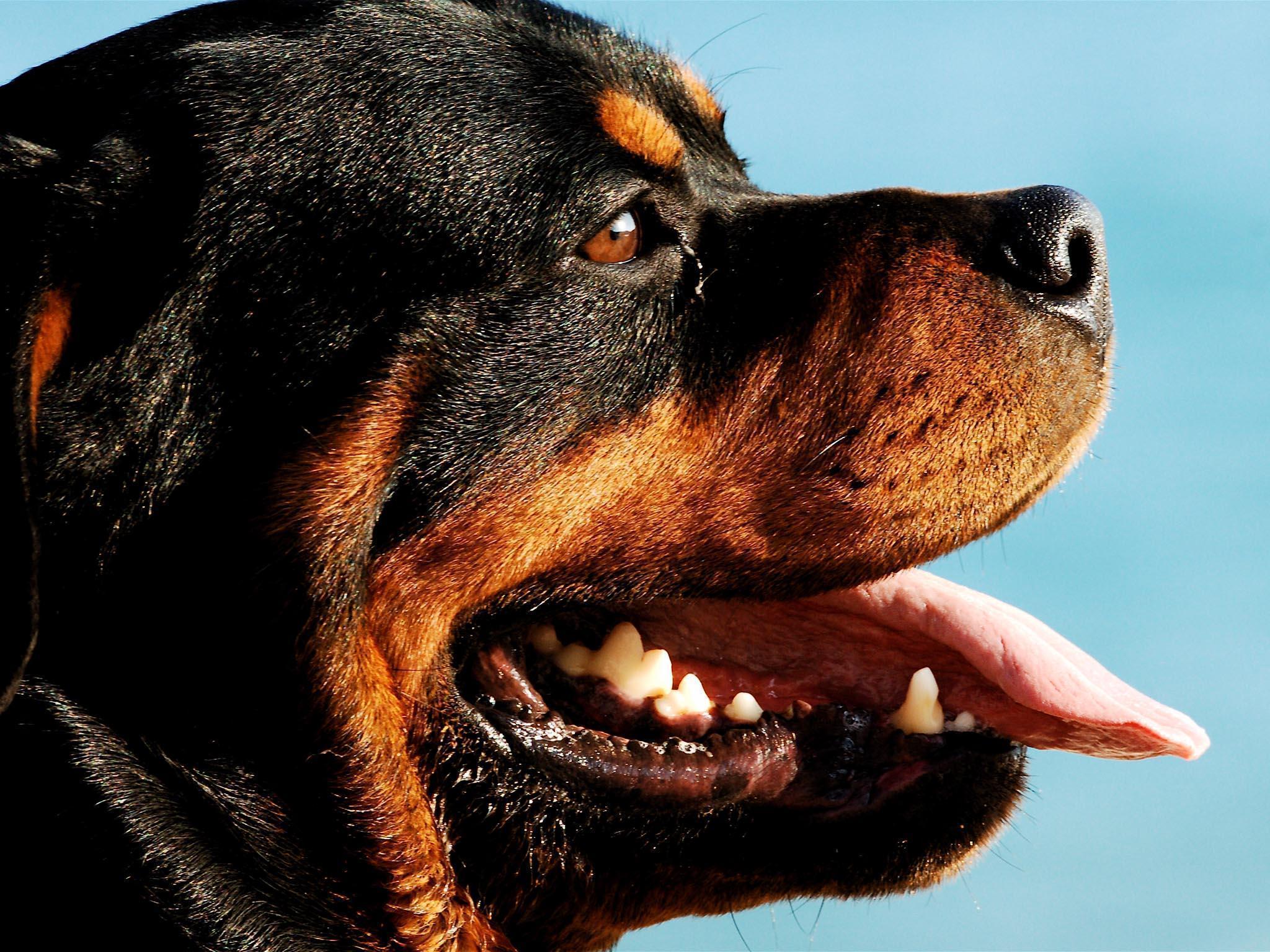 Rottweiler Dogs HD Wallpapers