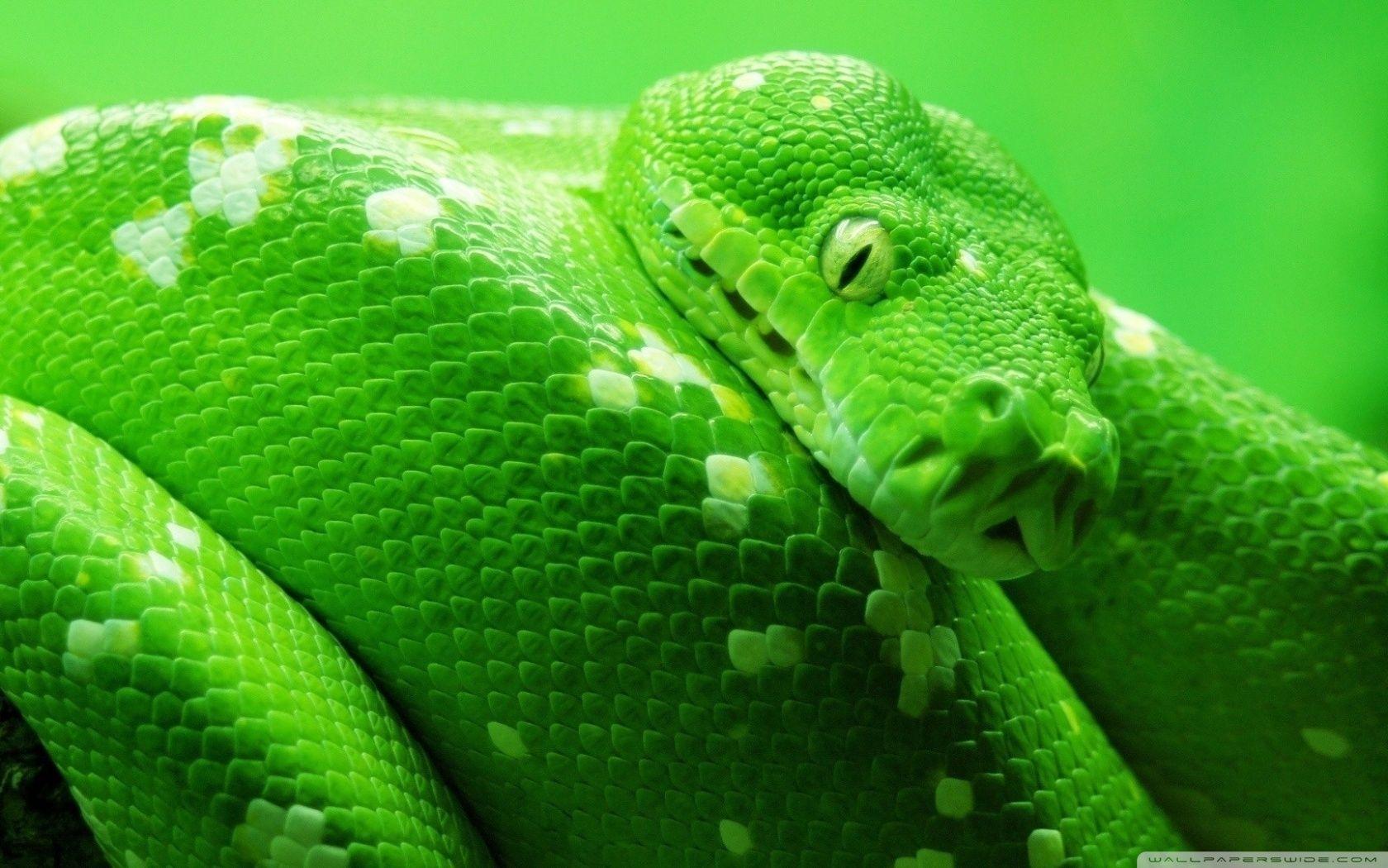 Green Boa Snake ❤ 4K HD Desktop Wallpapers for 4K Ultra HD TV • Wide