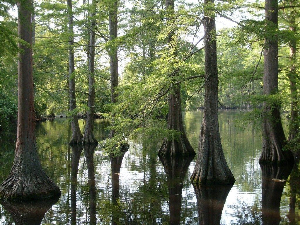 Forests: Cypress Swamp Louisiana Trees Bayou Wallpapers Pictures HD