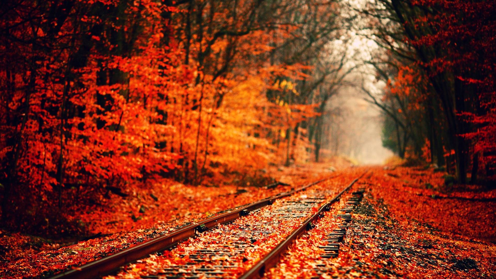 Fall HD Wallpapers 1080p