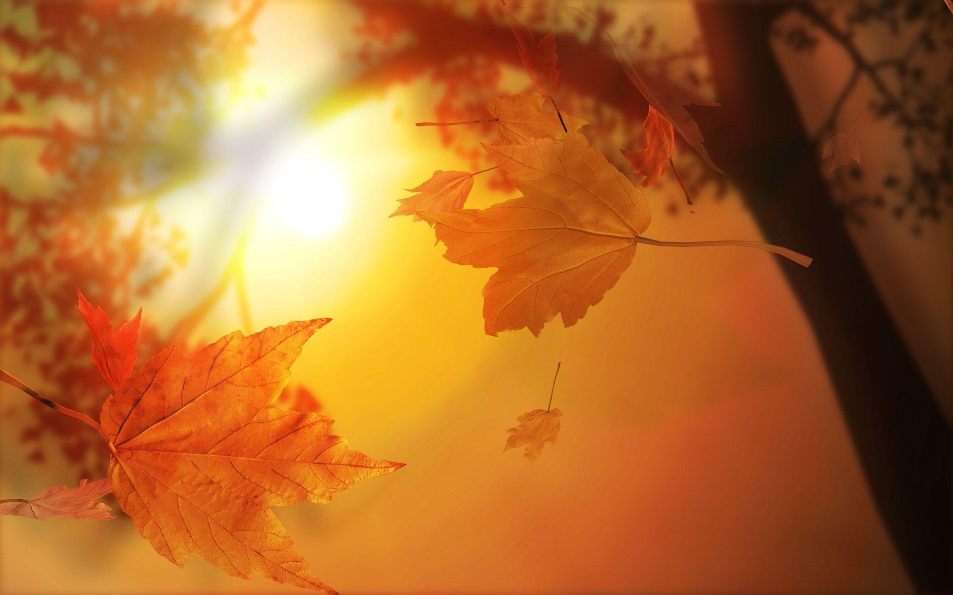 Stunning Fall Wallpapers