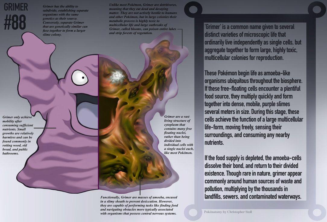 Grimer Anatomy