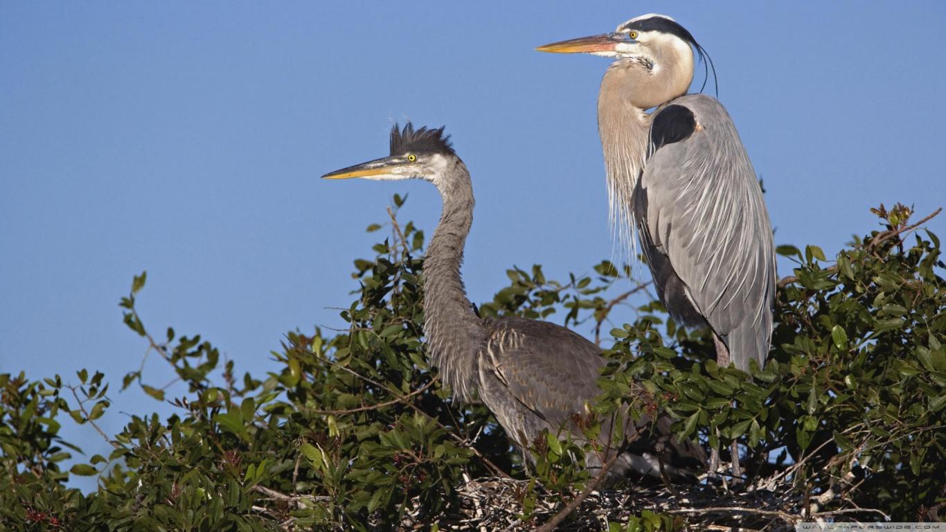 Great Blue Heron Bird Hd Wallpapers