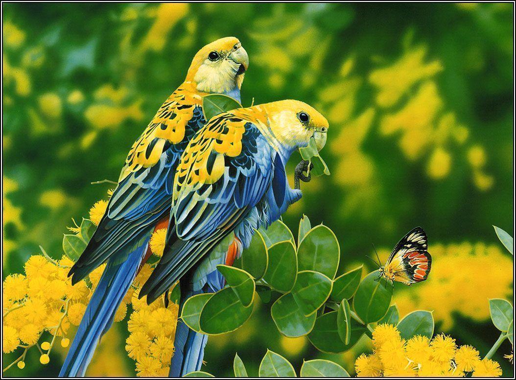 lovebirds wallpapers – 1054×775 High Definition Wallpapers
