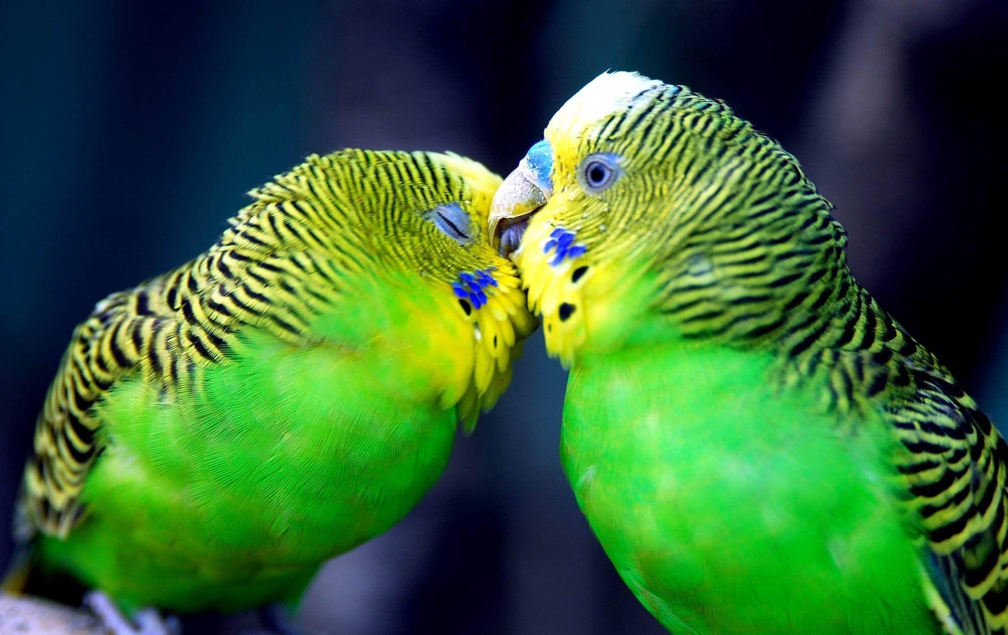 Beautiful Cute Parrots Kissing Romantic HD Wallpapers