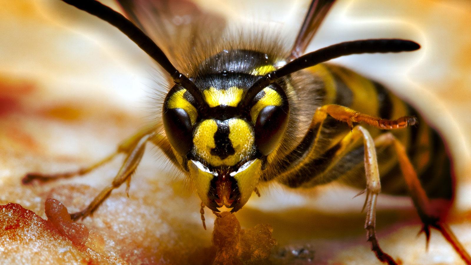 What’s the Difference Between a Hornet and a Wasp