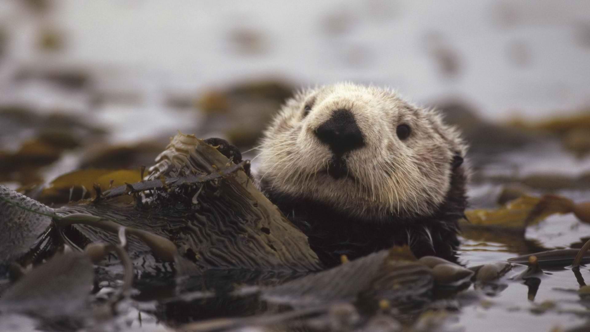 Beaver Wallpapers