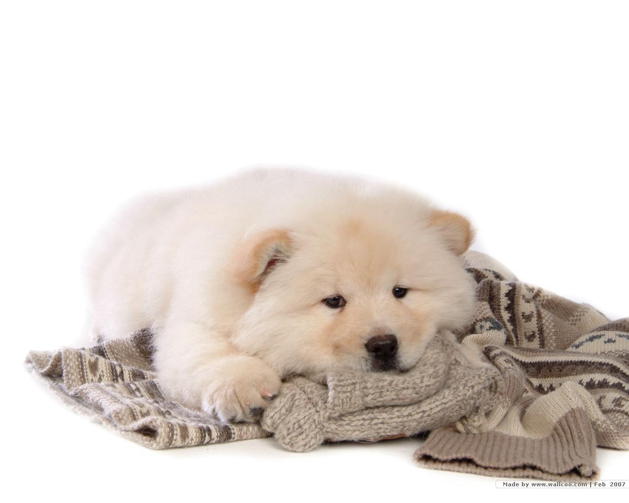 Puppies image Chow Chow Puppy Wallpapers HD wallpapers and backgrounds