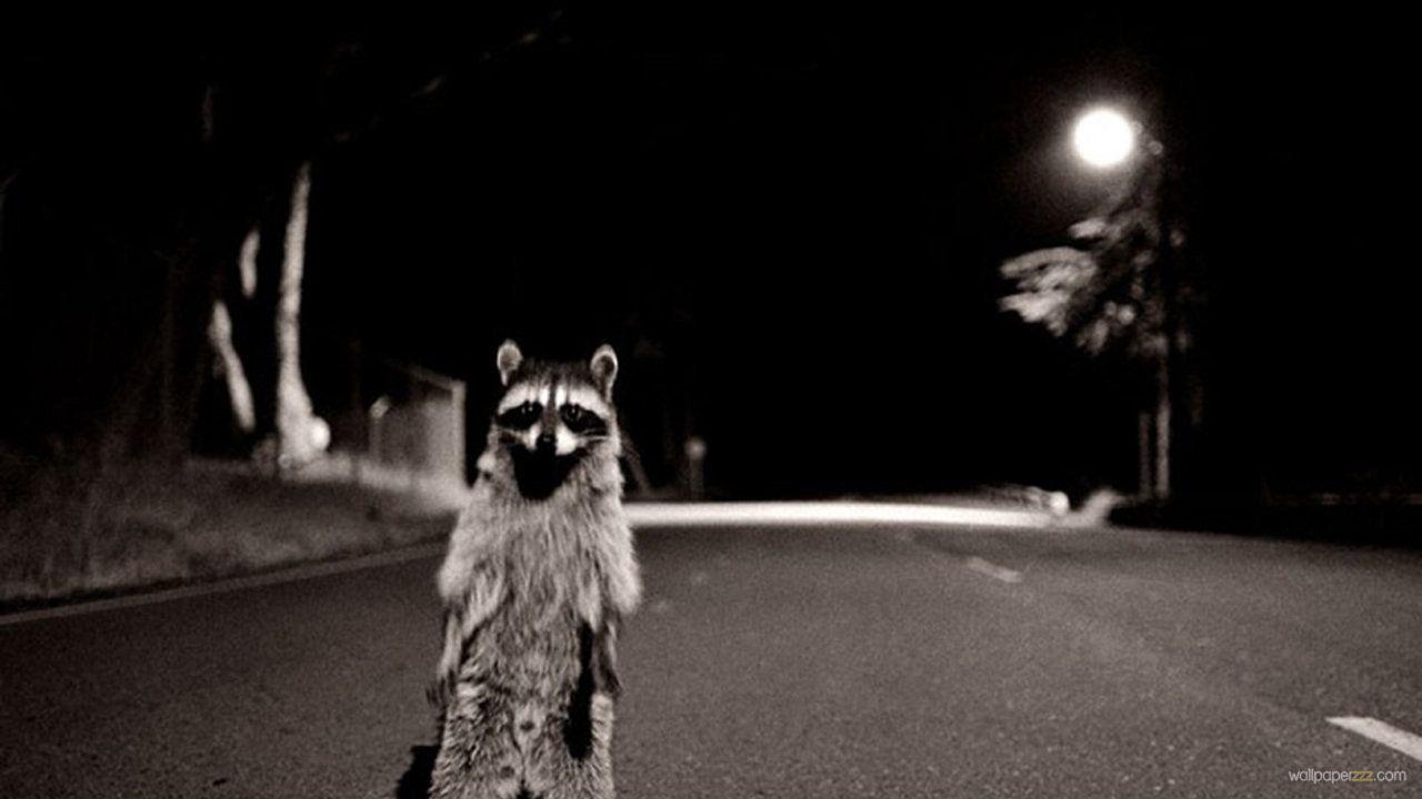 Raccoon Wallpapers, Best Raccoon Wallpapers in High Quality, Raccoon