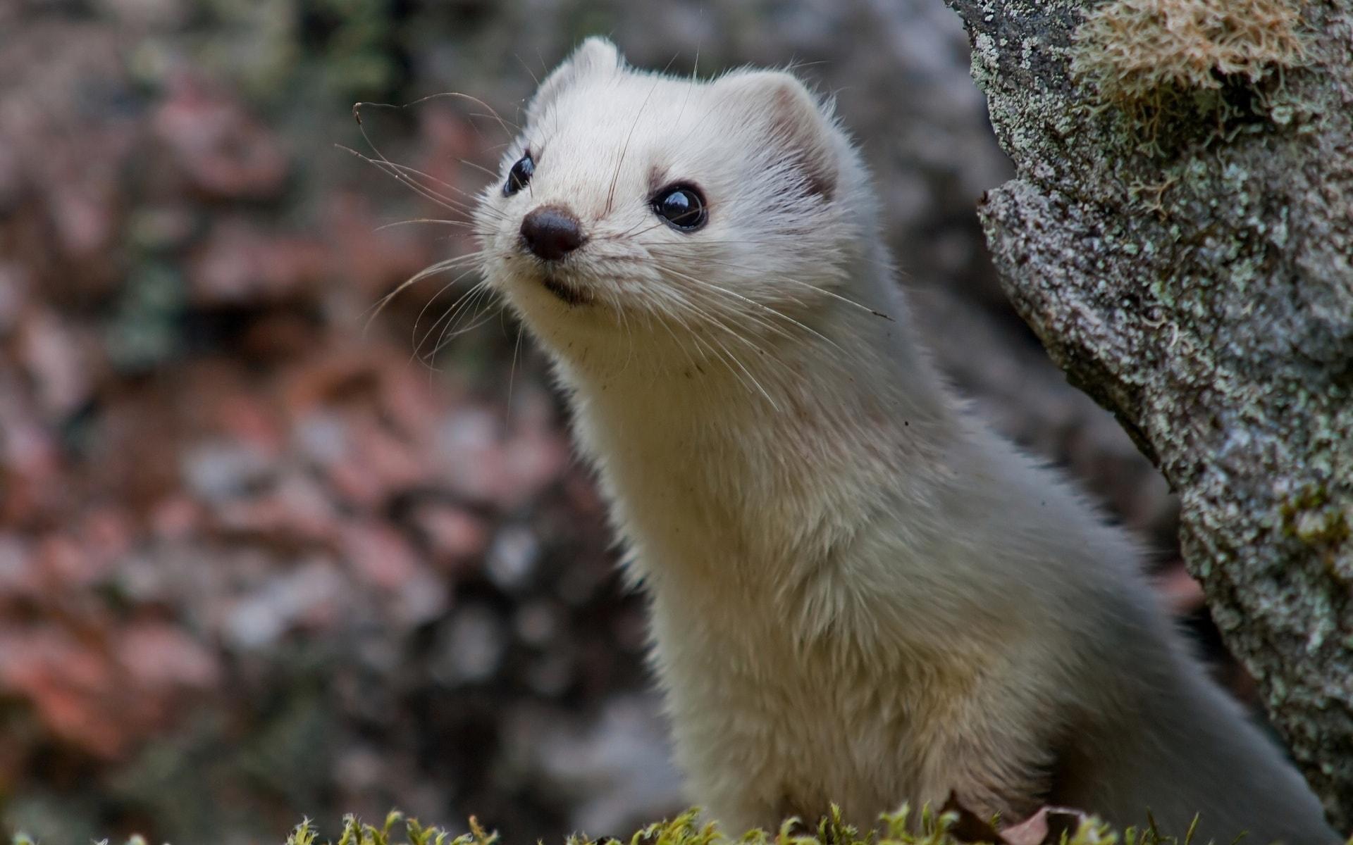 Best 72+ Weasel Wallpapers on HipWallpapers