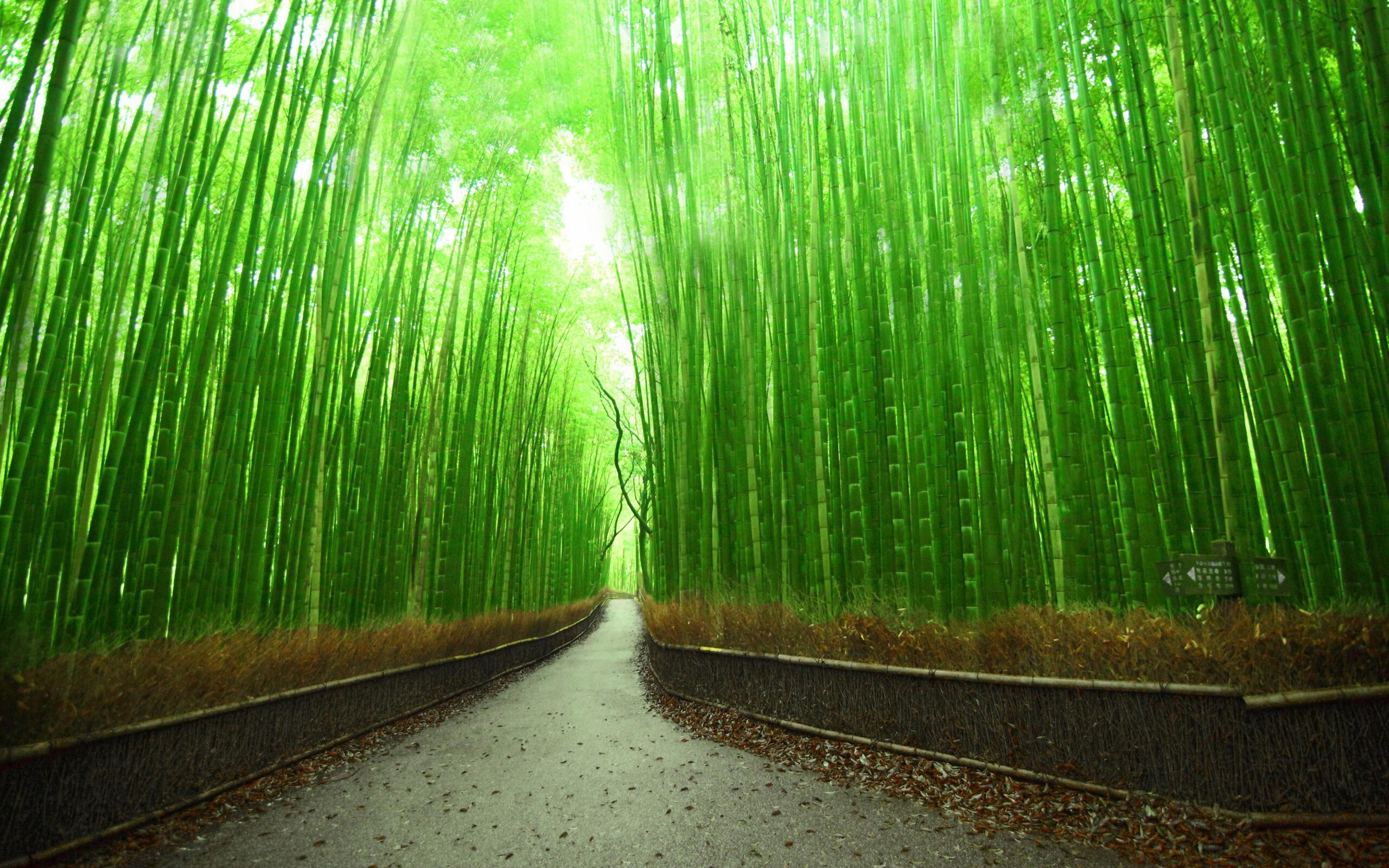 Bamboo Forest HD Wallpapers