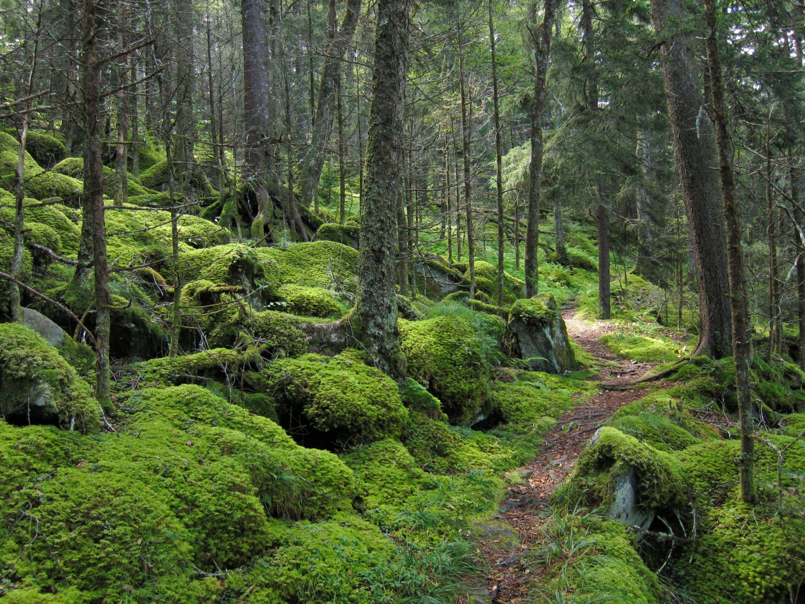 10 Things To Do in The Great Smoky Mountains National Park