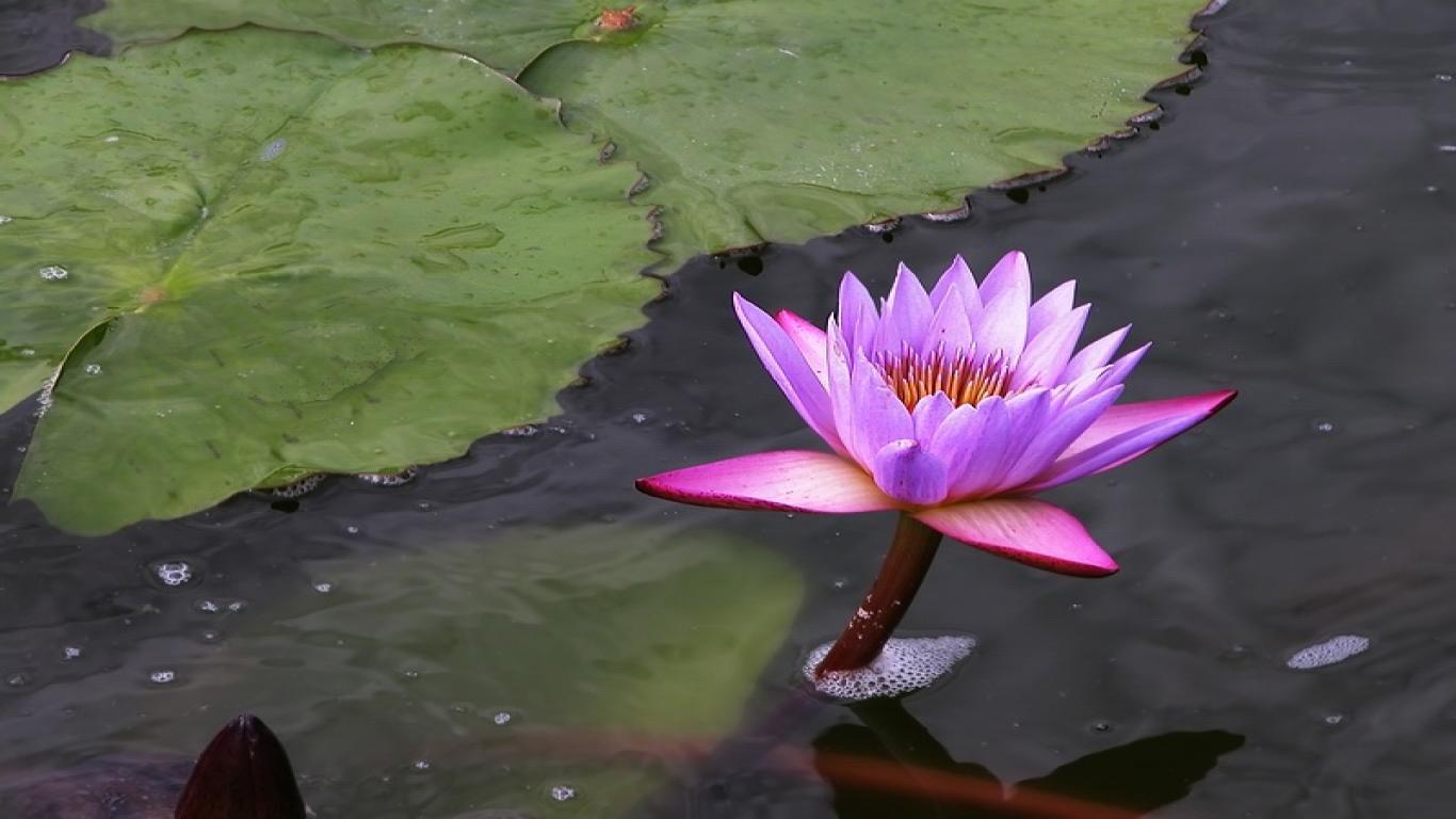 Lotus flower