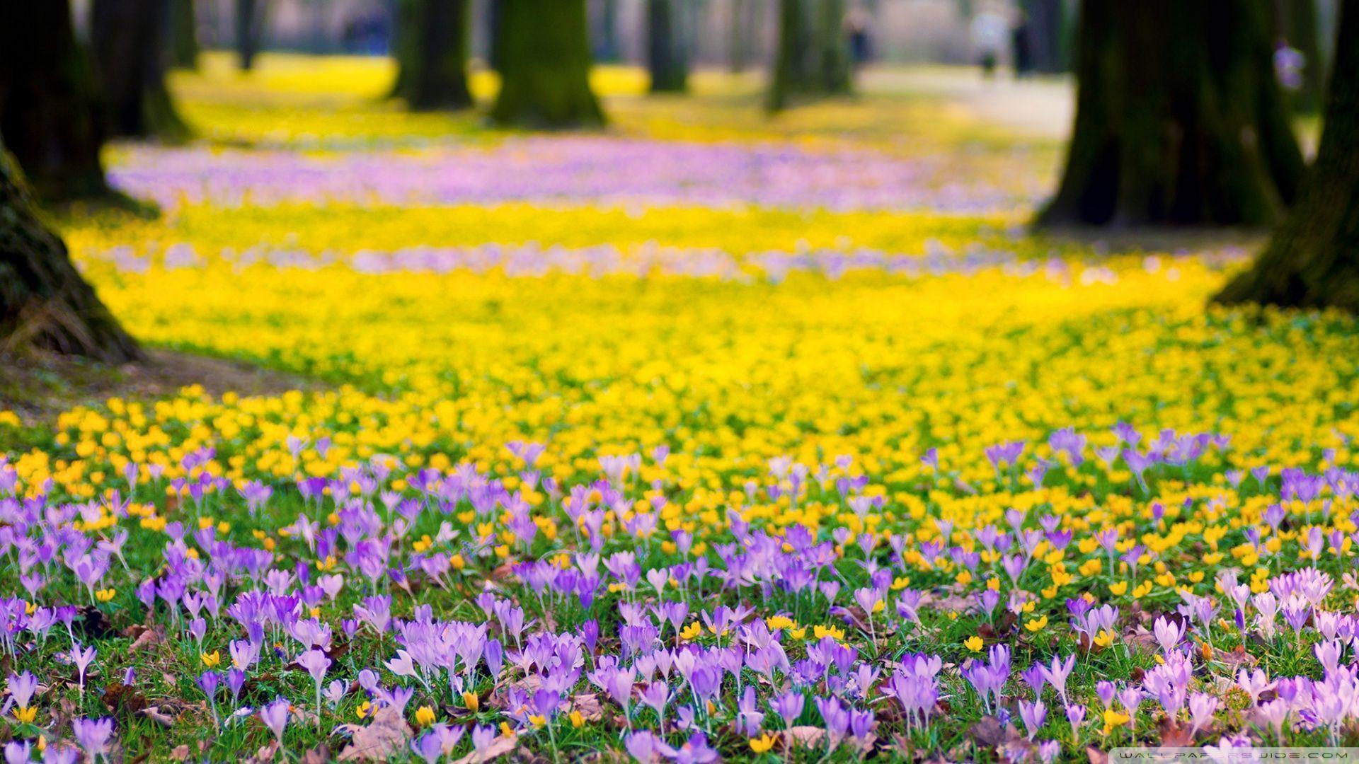 Spring Flowers Meadow HD desktop wallpapers : Widescreen : High