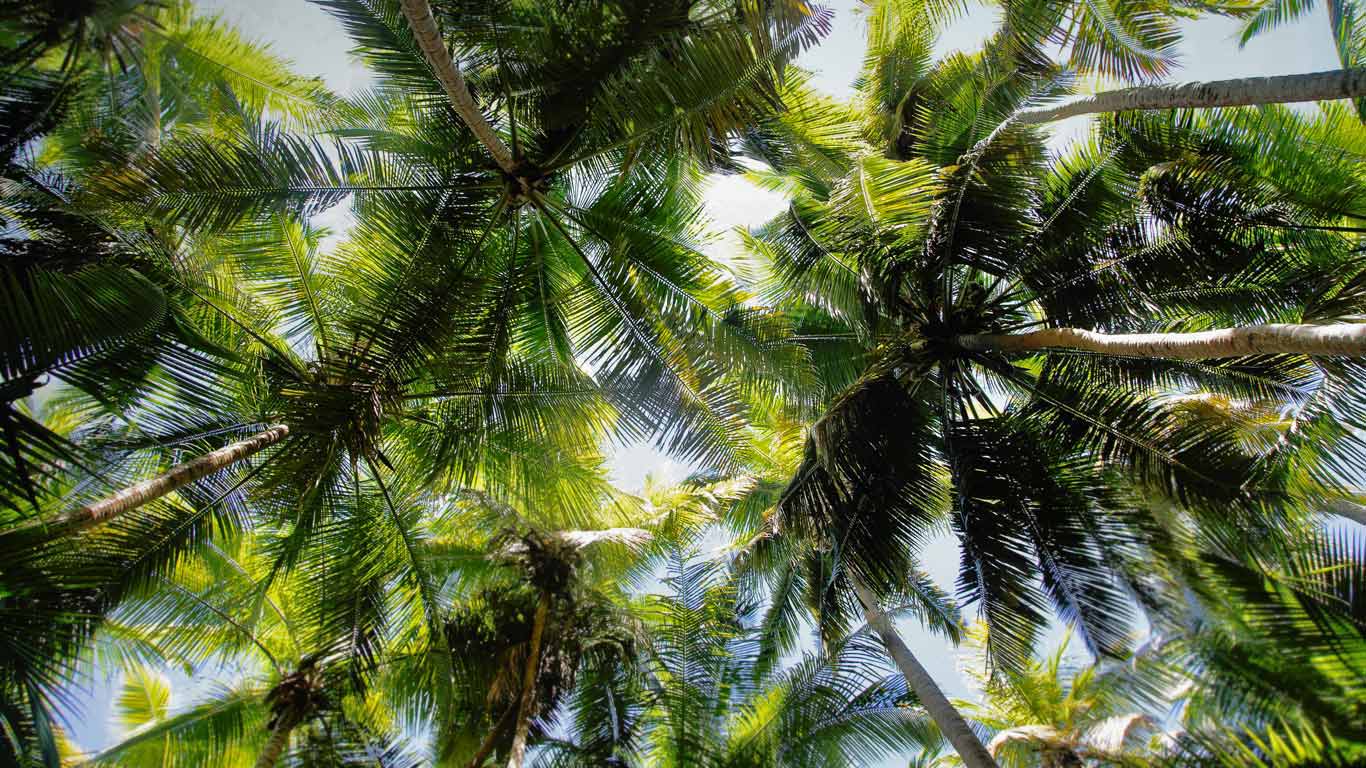 Palm trees over Maho Bay, Virgin Islands National Park wallpapers