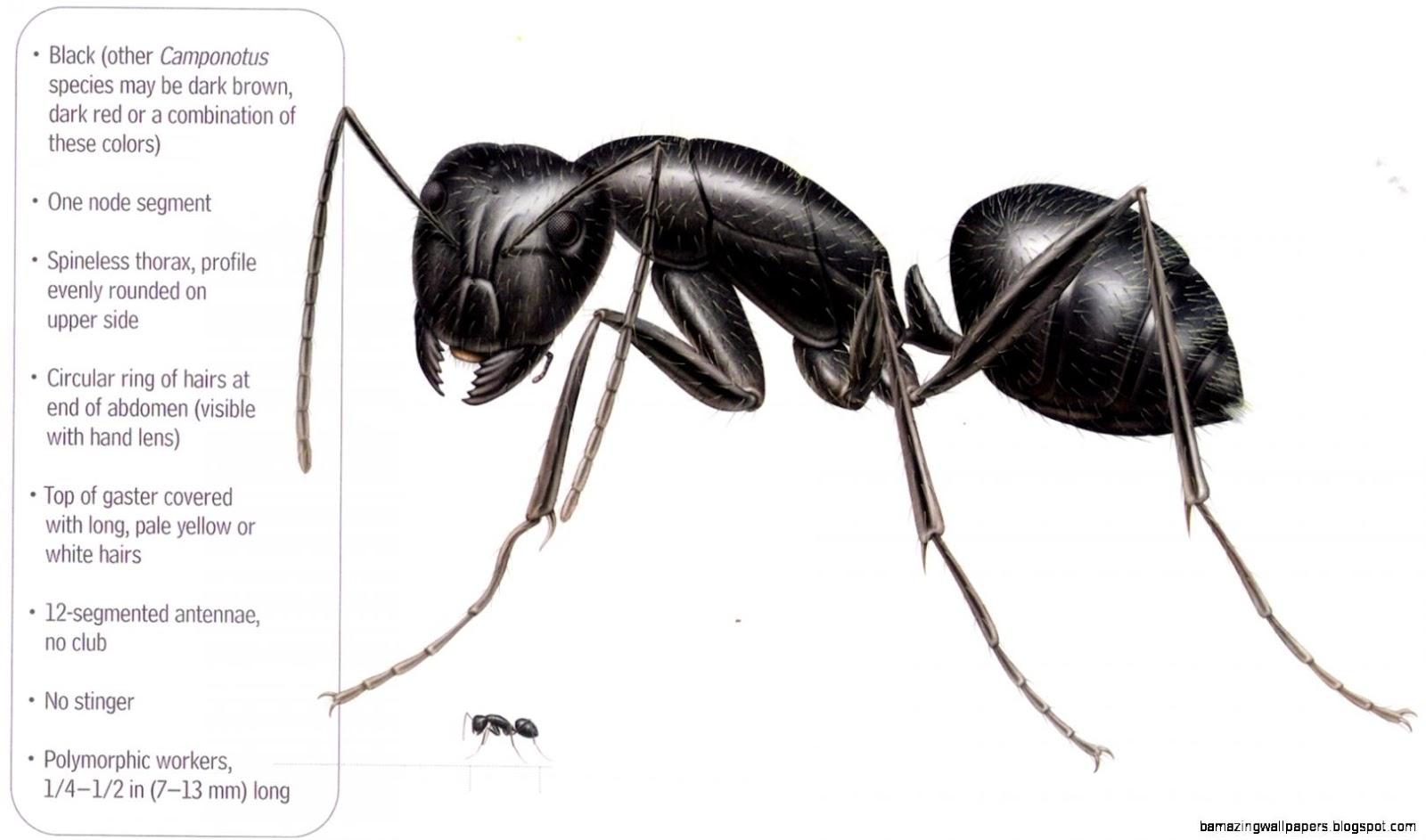 Black Ants Vs Carpenter Ants