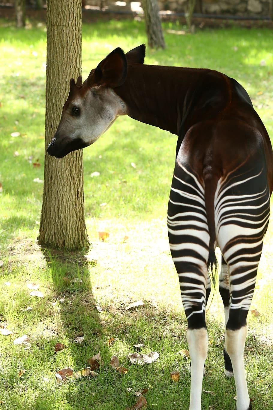 Okapi 1080P, 2K, 4K, 5K HD wallpapers free download