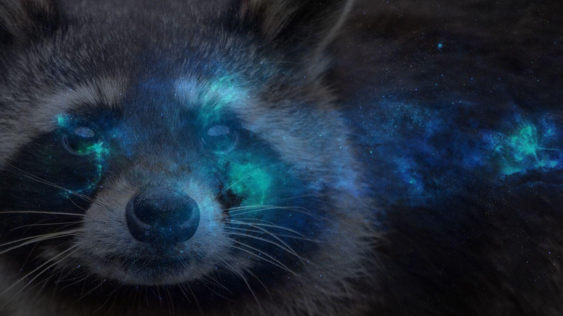 1080p Raccoon Wallpapers : Raccoons