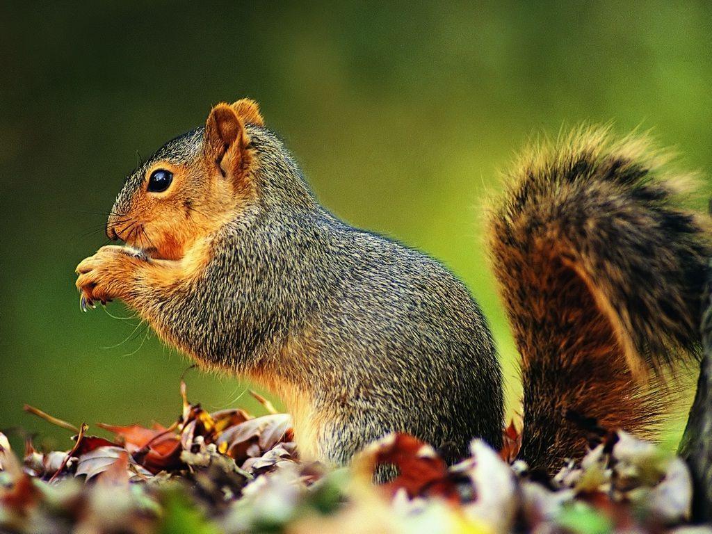 Cute Squirrel HD Wallpapers