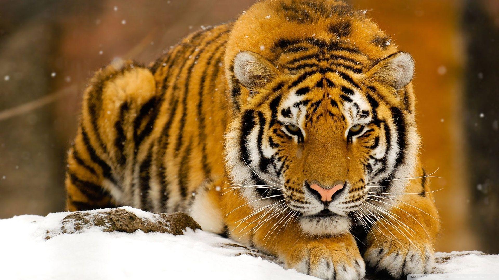 981 Tiger Wallpapers