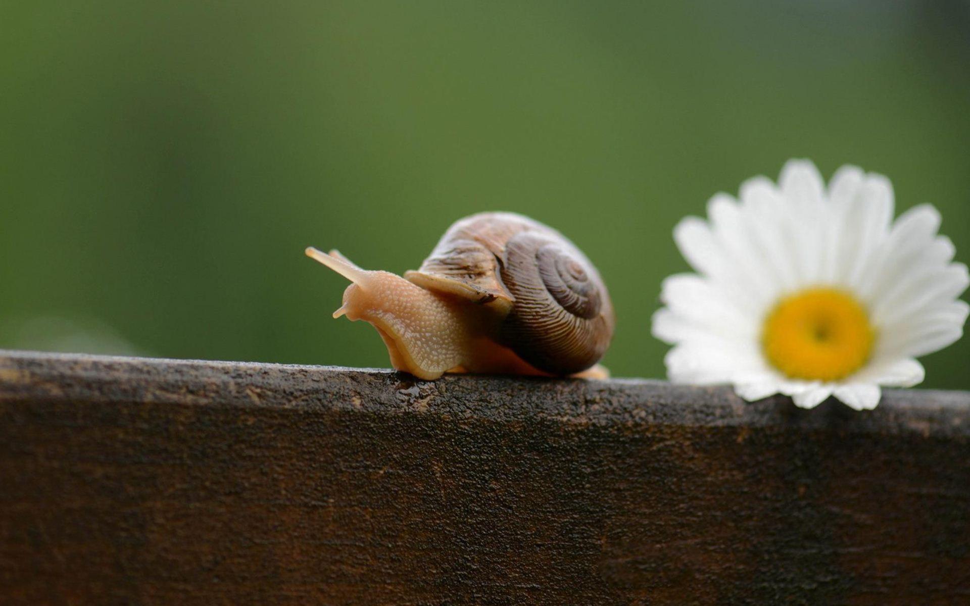 Cute Snail Wallpapers HD 20035