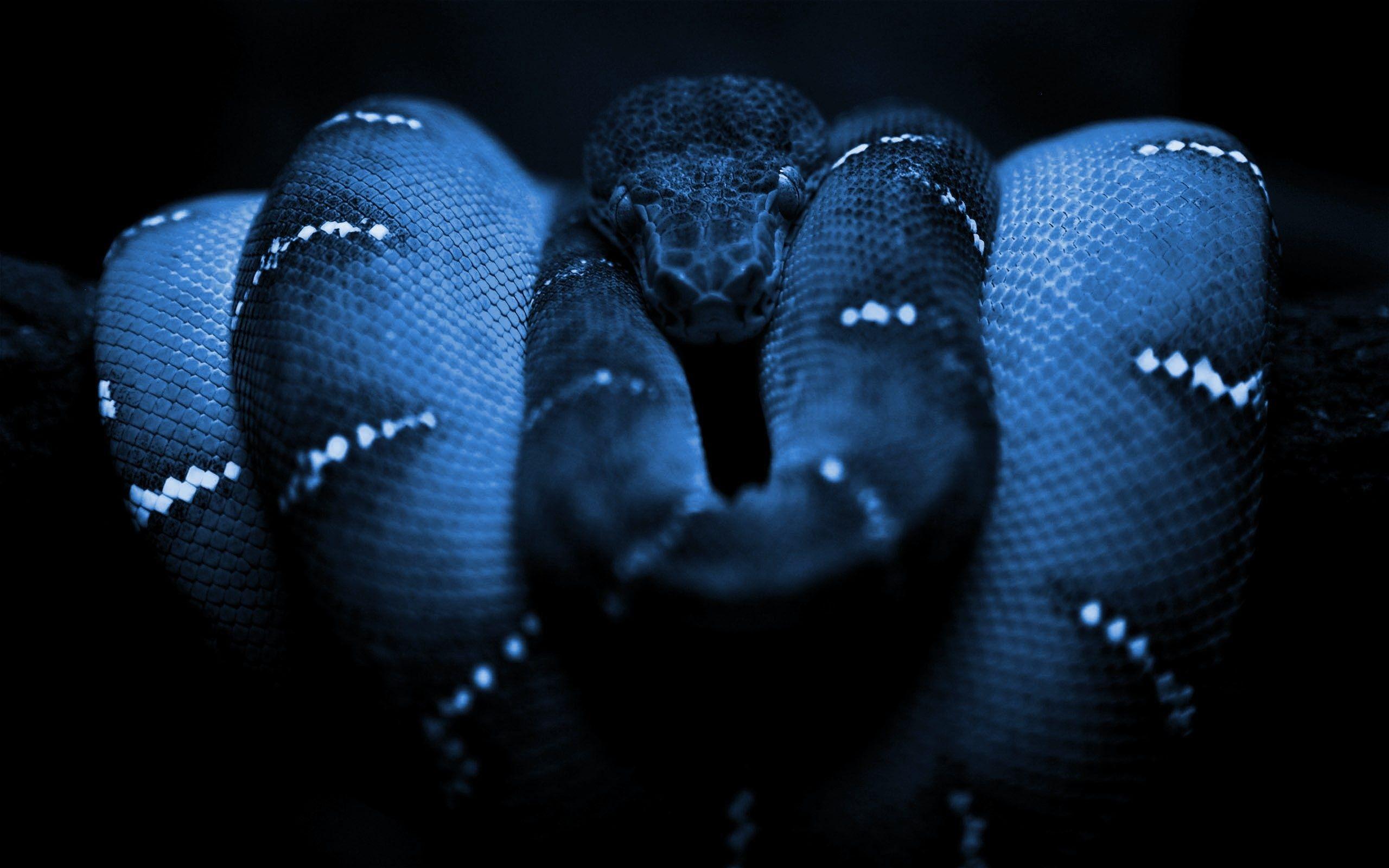 Desktop Boa Snake Image Wallpapers