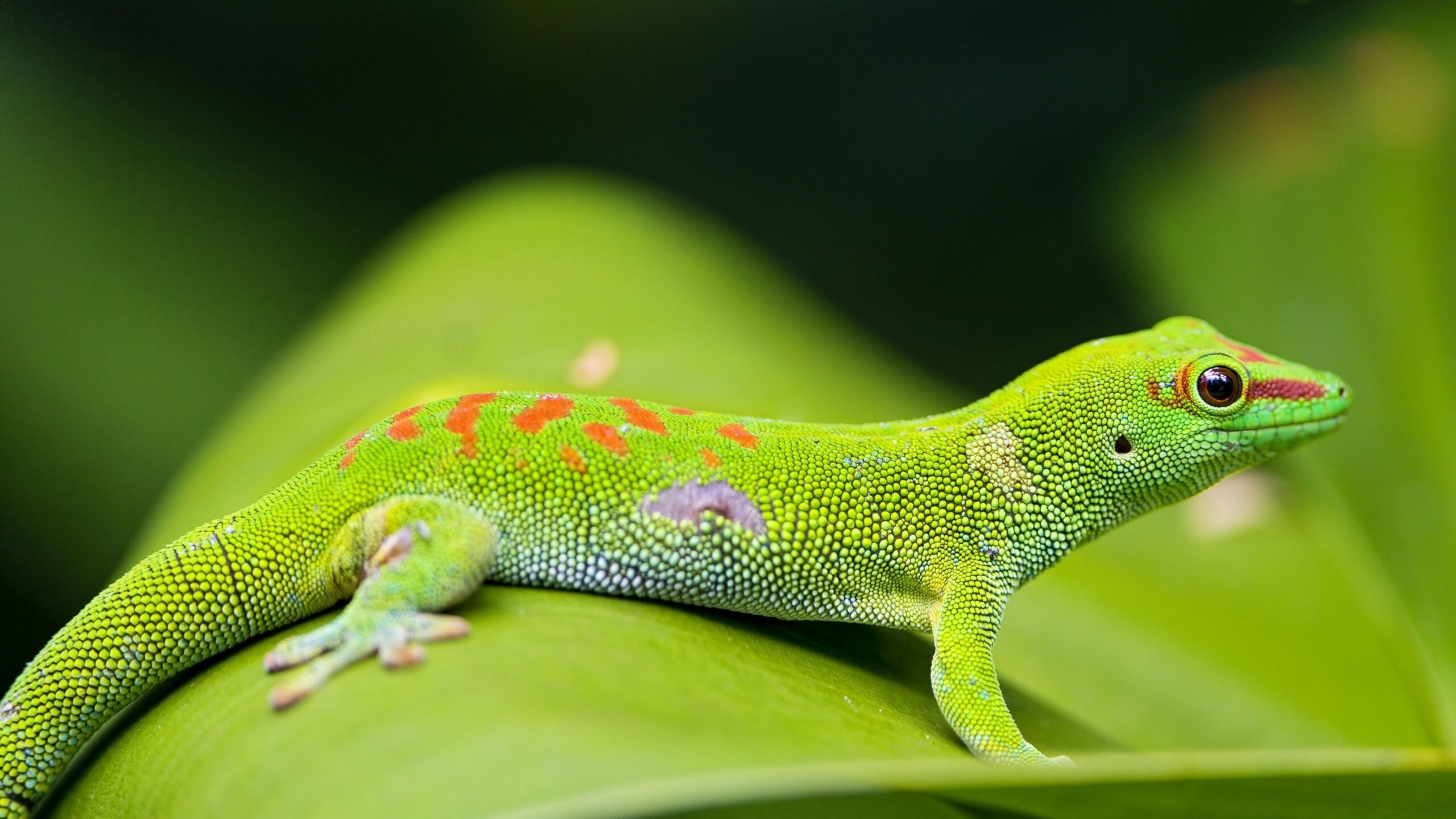 Madagascar Day Gecko 4K UltraHD Wallpapers