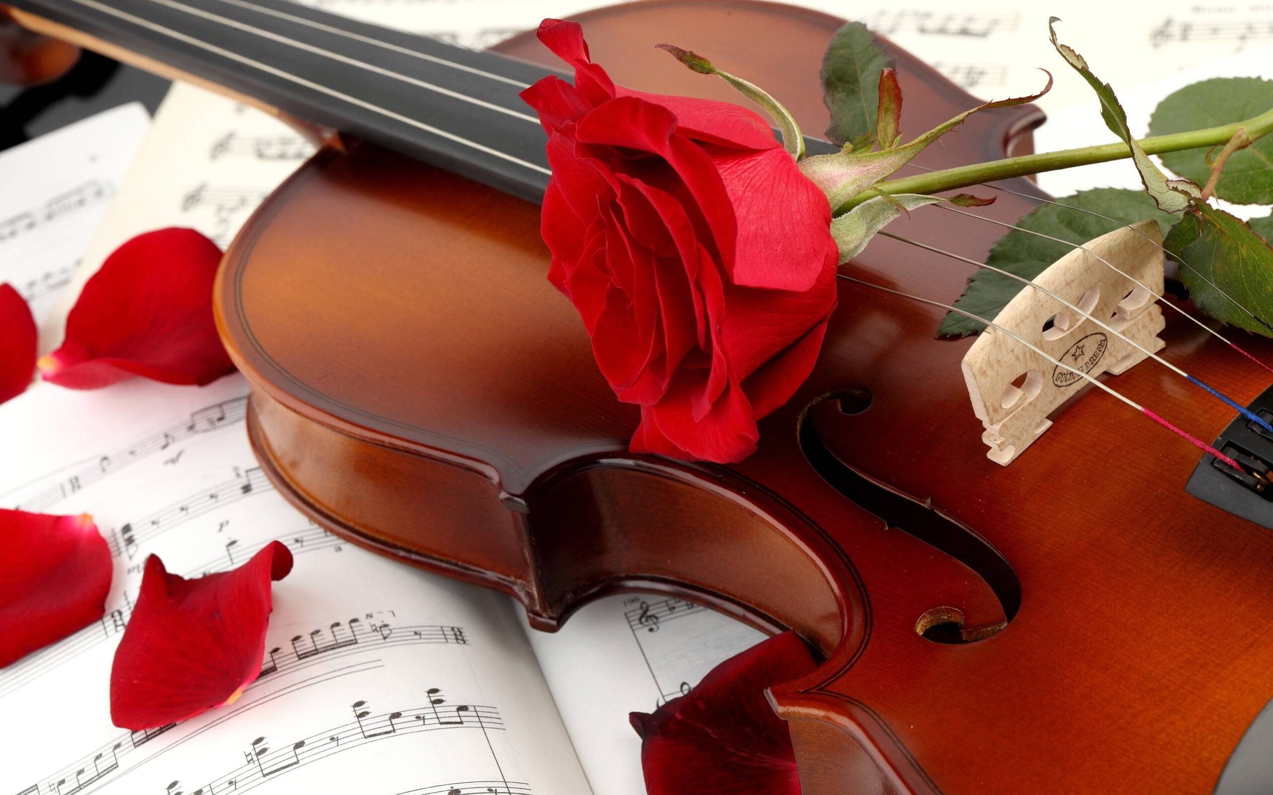 Violin Instrument Music Wallpapers HD Wallpapers