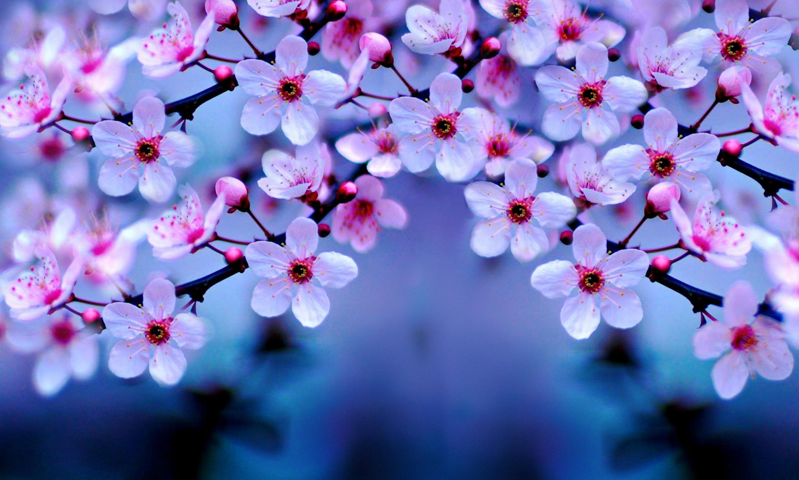 Cherry Blossom Wallpapers