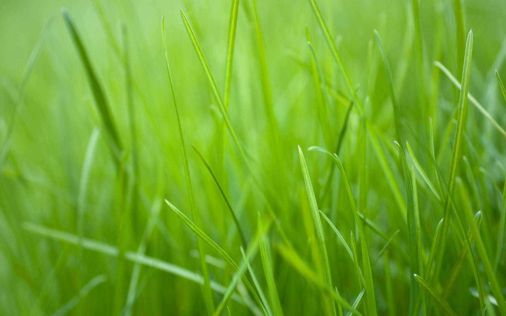 Green Grass Hd Wallpapers ,