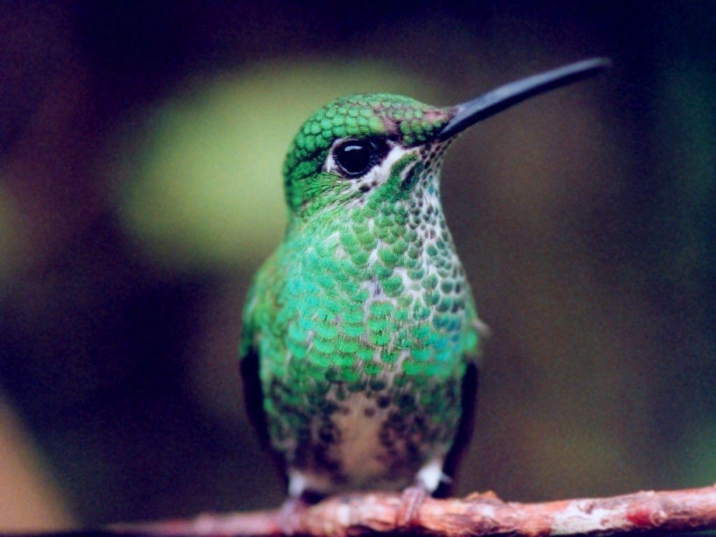 Humming Bird,Wallpapers