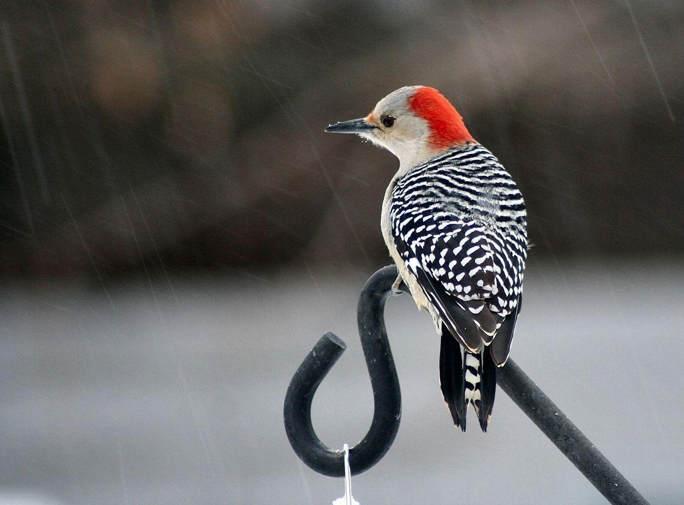 Download Best Red Bellied Woodpecker Wallpapers