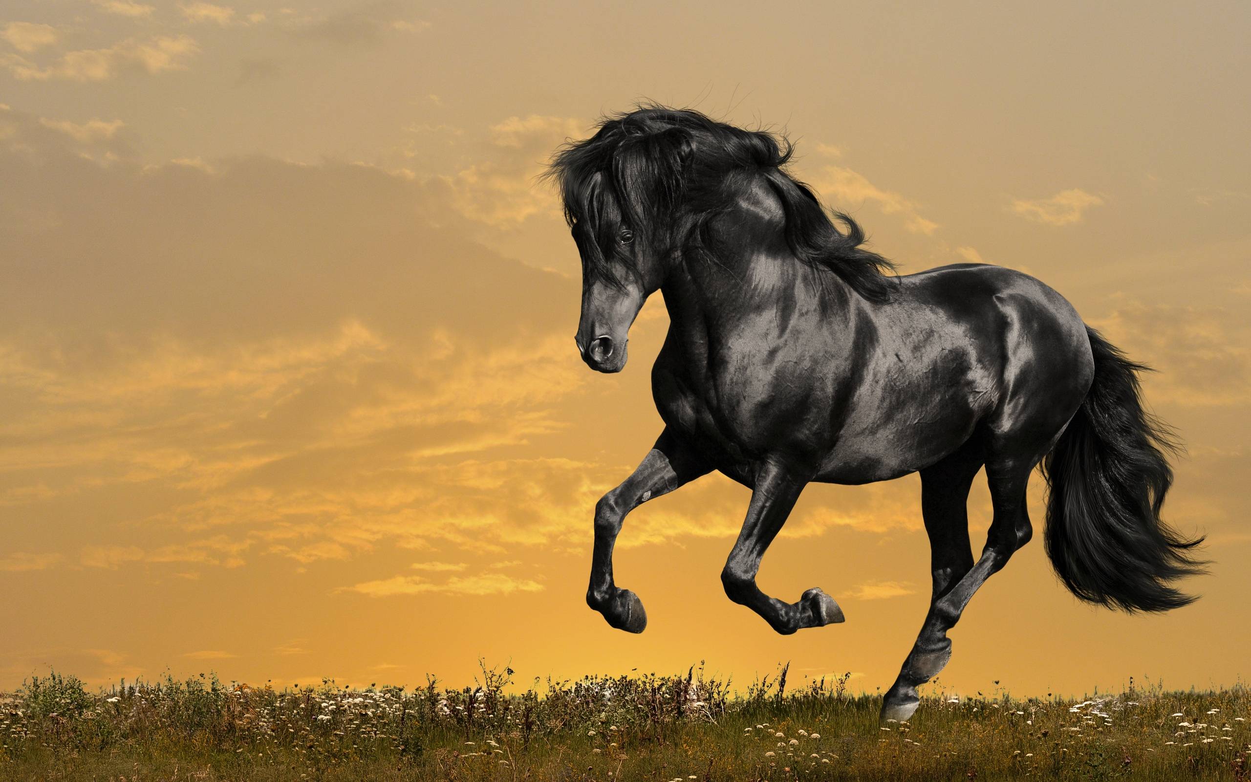 Horse wallpapers